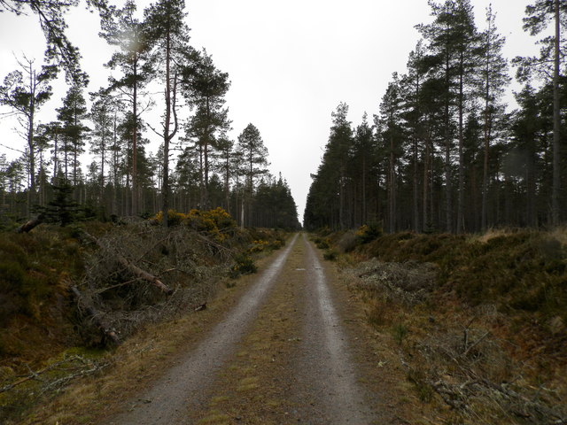 Forest track in Inverarnie Forest