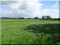 Grassland near Rowley Hill Farm