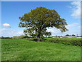 Hedgerow and mature tree, Rowleyhill