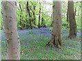 Bluebell time in Ecclesall Woods