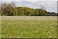 ST9693 : A field of dandelions by Philip Halling