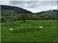 Looking over Cwm Pennant