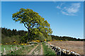 Track from Mains of Geanies towards the coast