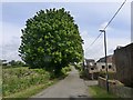 Horse chestnut tree on Church Road