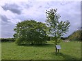 Elm trees old and new