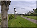 Tree lined avenue by St Winifred