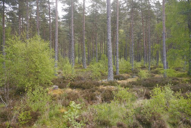 Pine Forest Strath Garve © Richard Webb Geograph Britain And Ireland