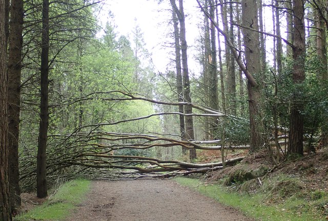 Fallen tree across the forest trail leading to Thomas's Mountain Quarry