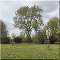 Grey Poplar near the Coventry Road roundabout, Warwick