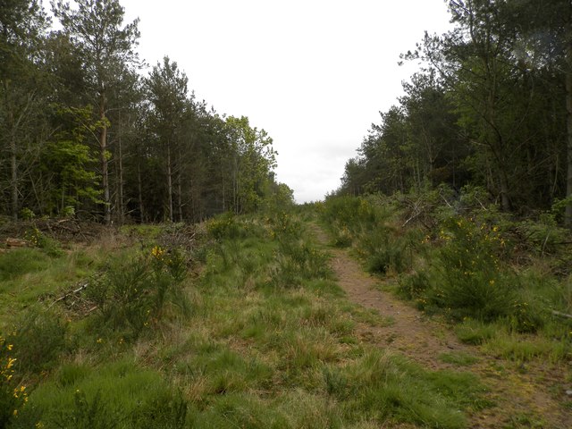 Woodland path in Tornagrain Wood