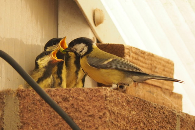 Great Tit young, Huntley, 3
