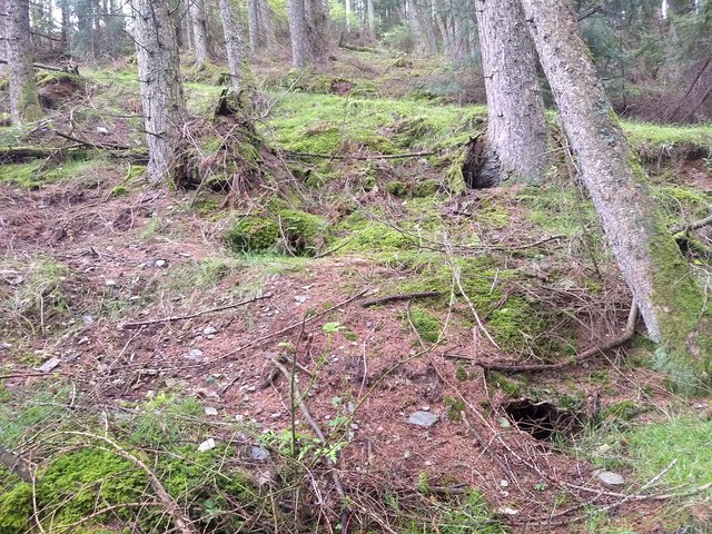 A badger sett in the woods