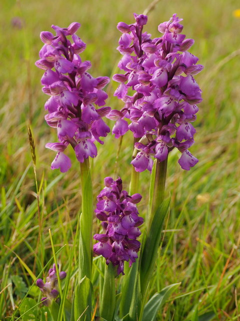 Green-winged orchid, Orchis morio, 2 © Jonathan Billinger cc-by-sa/2.0 ...
