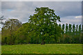 ST1919 : Taunton Deane : Grassy Field by Lewis Clarke