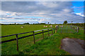 ST1617 : Taunton Deane : Grassy Field & Sheep by Lewis Clarke