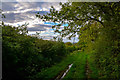 Taunton Deane : Grassy Path