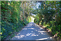 North Devon : Country Lane