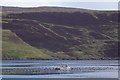 Mussel lines in Clift Sound