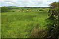 SS5721 : Sheep pasture north of North Heale by Derek Harper