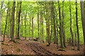 Green canopy on Gala Hill