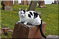 A churchyard cat