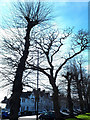 Trees on Beauchamp Avenue