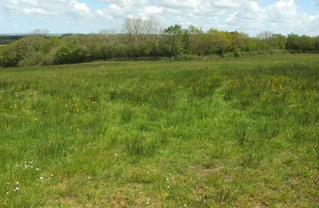 Field near Greater Knowle Farm