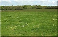 Grass field, Boreat Moor