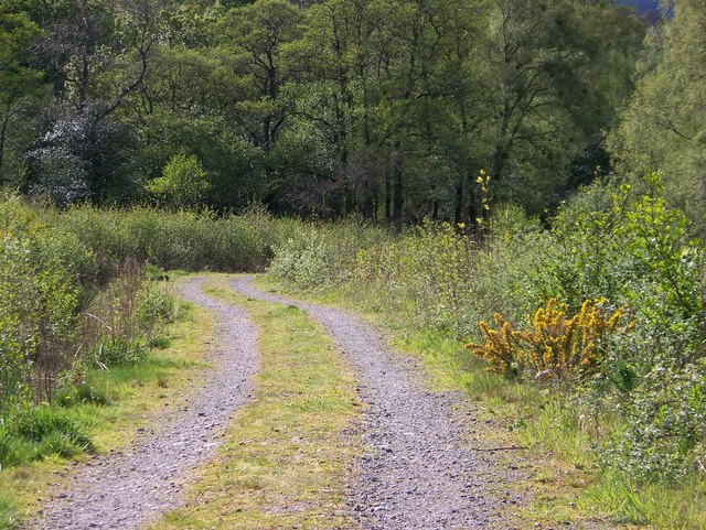 Track to Garadhban Forest