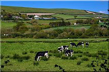 SS5628 : North Devon : Grassy Field & Cattle by Lewis Clarke