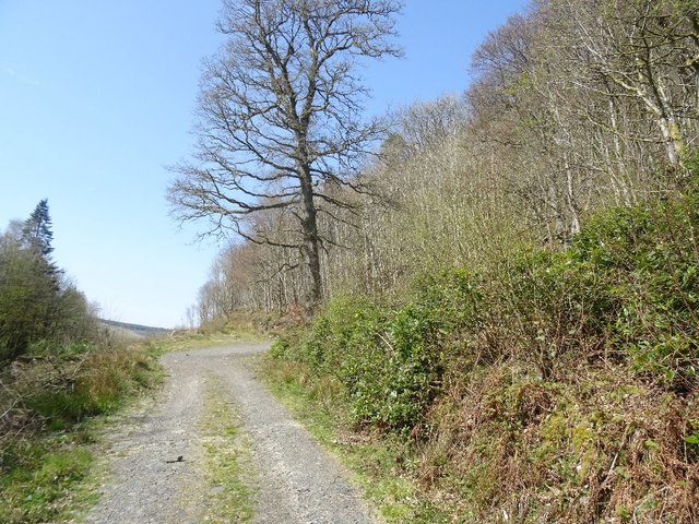 Craigdarroch Craig Wood © Richard Webb cc-by-sa/2.0 :: Geograph Britain ...