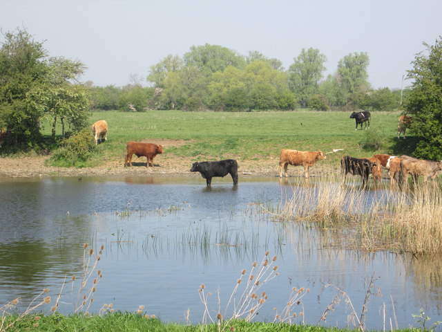 Cows in the River Great Ouse