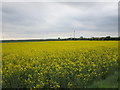 Oilseed rape on Watton Carrs