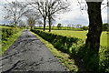 Trees and shadows, Moylagh / Rarone