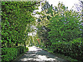 Greens of many colours near Cranley Manor