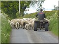 Sheep jam on the Reivers Cycle Route