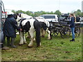 SP1925 : Ponies and trap at Stow Horse Fair, May 2019 by Vieve Forward