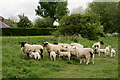 Sheep Near Hythe