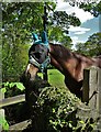 Horse at Hallfield Farm