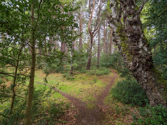 Lochloy Wood