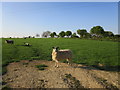 Posing sheep near Hall Farm