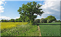 Tree on Field Boundary, Little Burstead