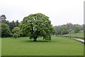 SJ2061 : Oak tree at Aberduna by Alan Murray-Rust