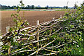 Layered hedge with recently developed Canal Reedbed in the distance