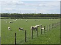 Field with sheep near Bleaberryrigg Farm