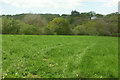 Meadow near Somer