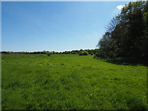 TL7797 : Woodland edging pasture by David Pashley