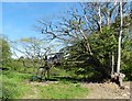 Tree house at Smythapark Farm