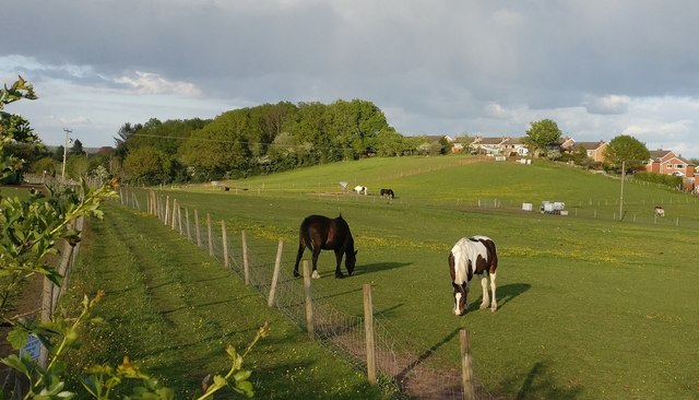 Horses on the edge of Kidderminster