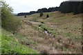 River Carron at Muir Toll